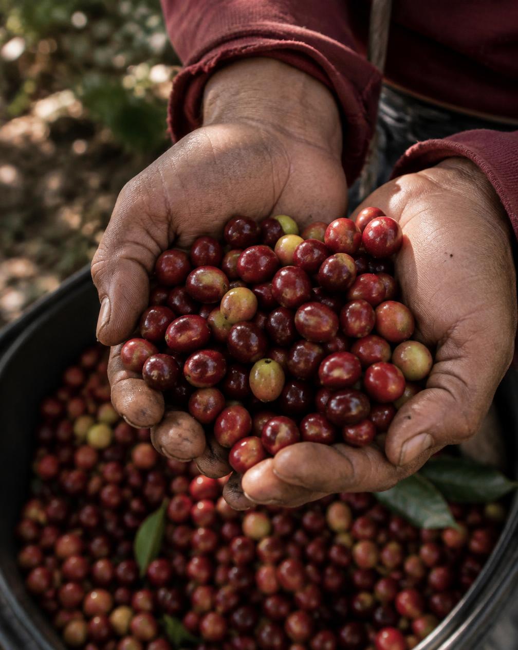 Proceso del café — etapa 1