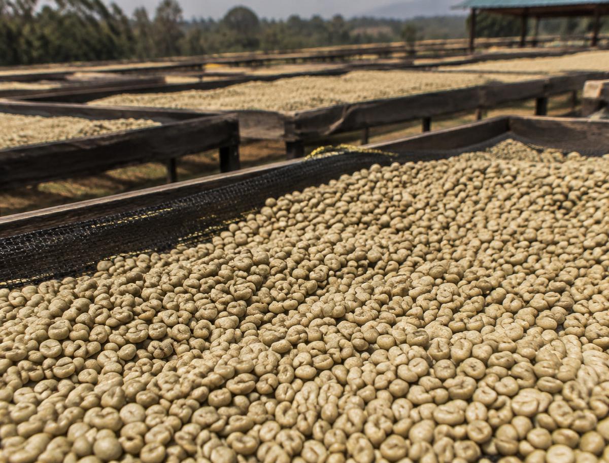 Proceso del café — etapa 2